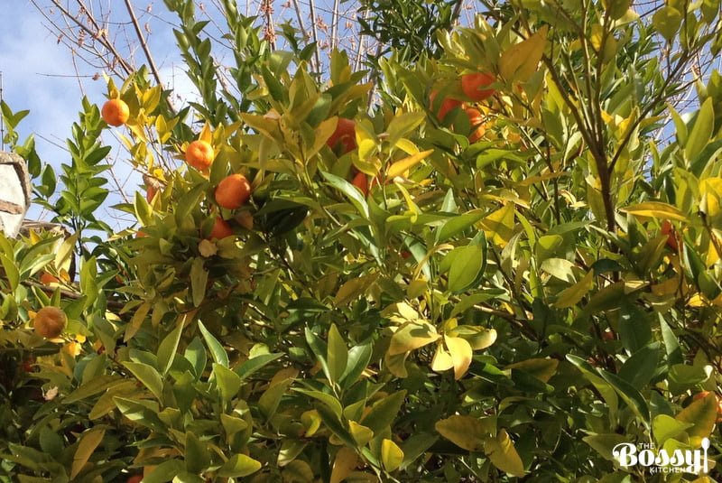 Granada Spain Granada Spain Orange tree