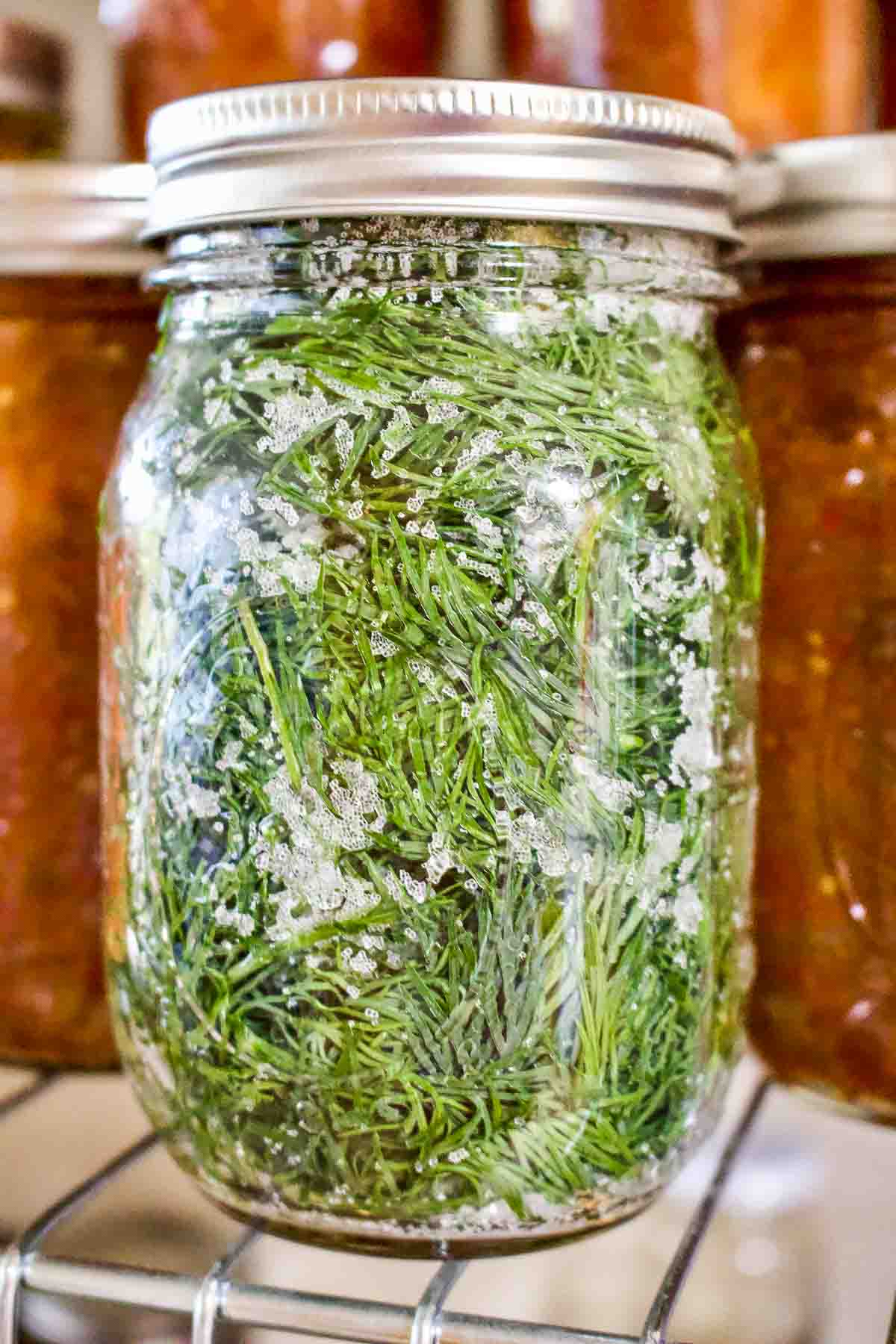 How To Salt Preserve Herbs For Winter-This is the easiest method for preserving herbs you grow in the garden. The leaves will stay fresh for months. Dill Preserved With Salt In A Jar.