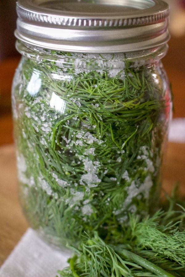 How To Salt Preserve Herbs For Winter-jar with dill and salt close up