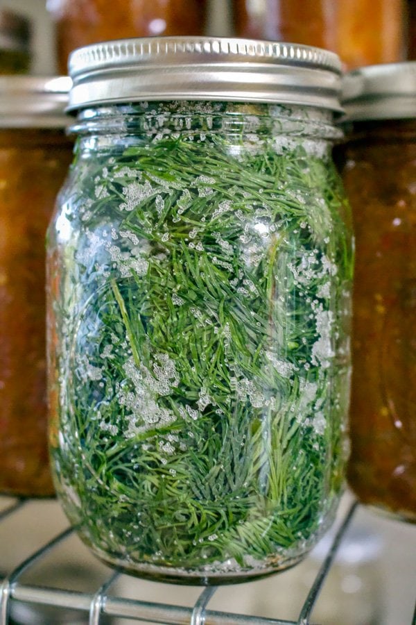 How To Salt Preserve Herbs For Winter- jar of dill and salt for winter
