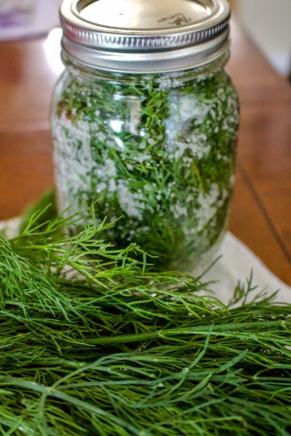 How To Salt Preserve Herbs For Winter-featured picture