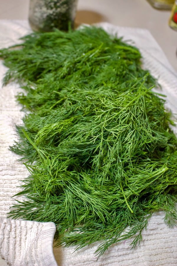 Dill on a towel prepared for canning.