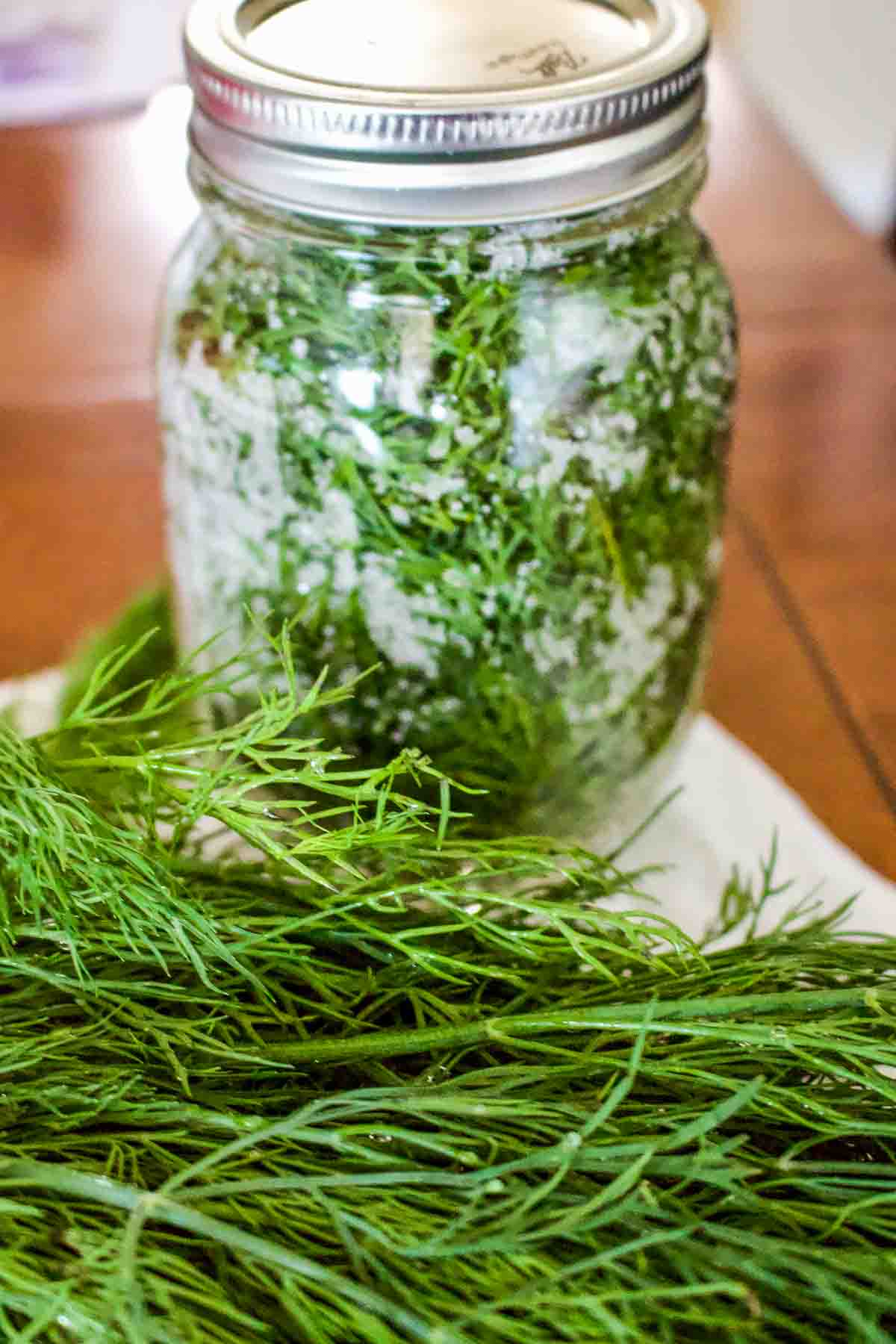 How To Salt Preserve Herbs For Winter-This is the easiest method for preserving herbs you grow in the garden. The leaves will stay fresh for months. Jar of dill preserved in salt.