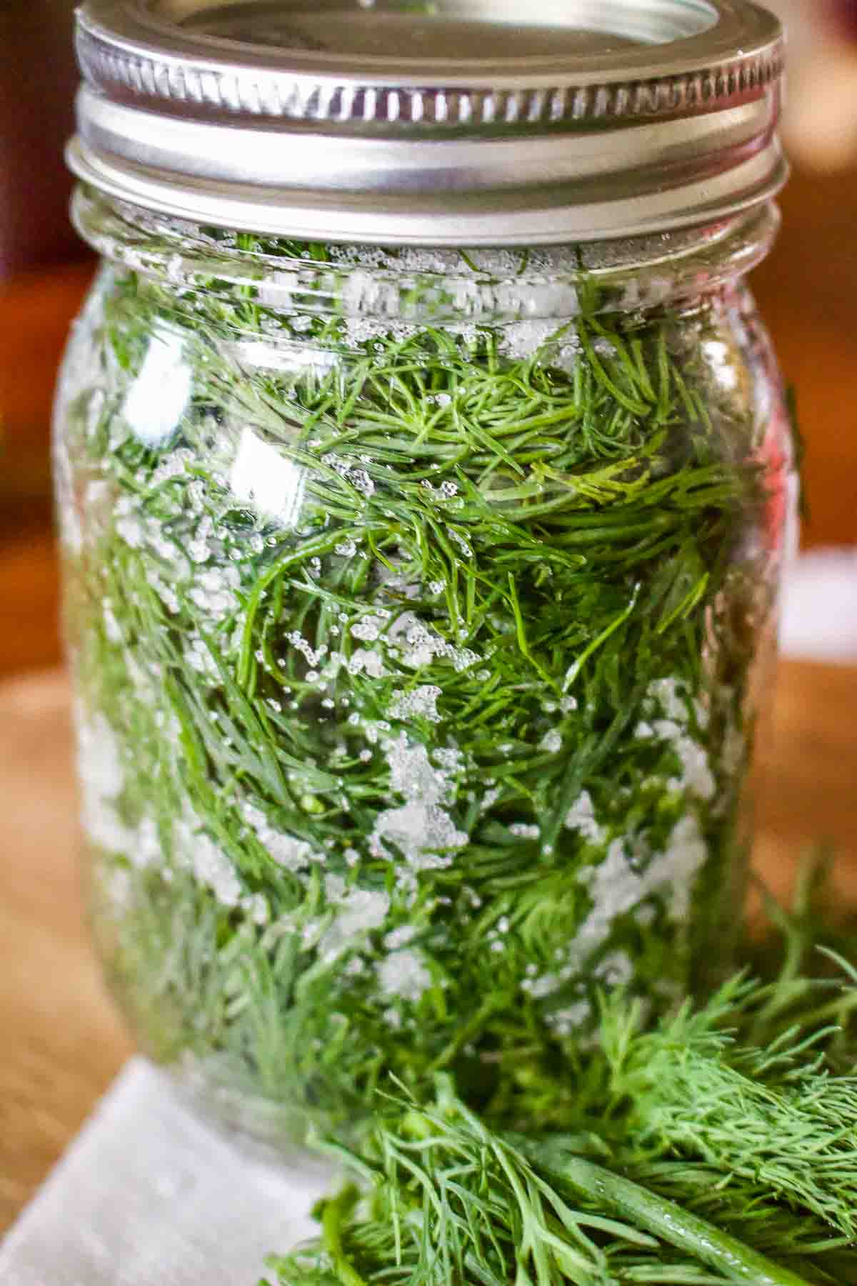 How To Salt Preserve Herbs For Winter-This is the easiest method for preserving herbs you grow in the garden. The leaves will stay fresh for months. Jar With Salted Dill.
