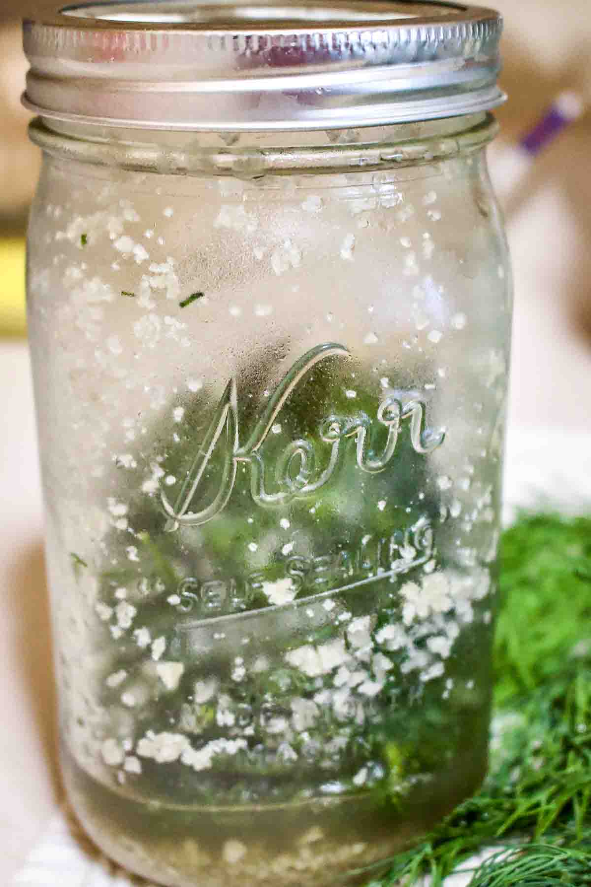 How To Salt Preserve Herbs For Winter-This is the easiest method for preserving herbs you grow in the garden. The leaves will stay fresh for months. Jar with salted dill on the bottom.