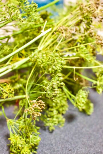 Bunch of blooming dill for pickling.