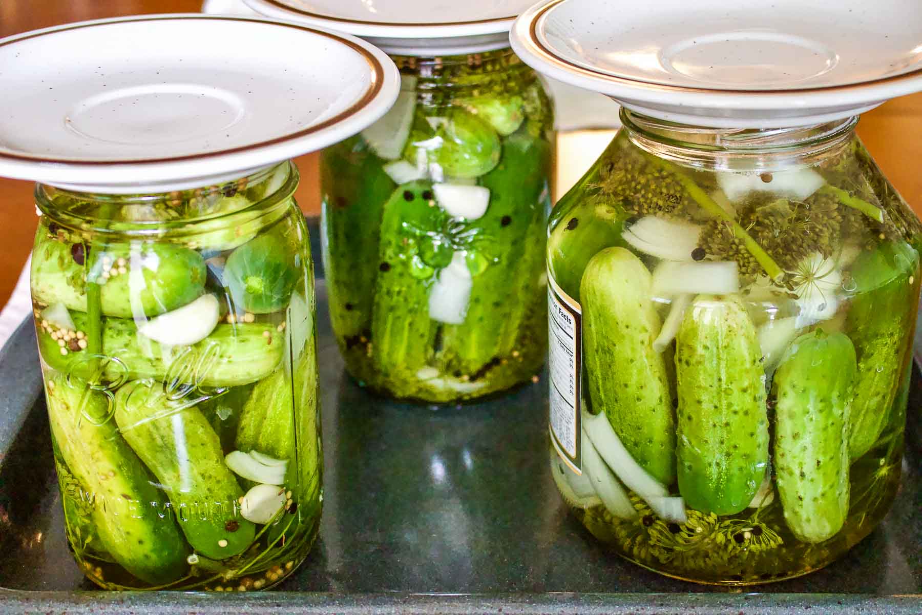Summer Lacto Fermented Kosher Pickled Cucumbers1111 Pickles in jars covered with plates.