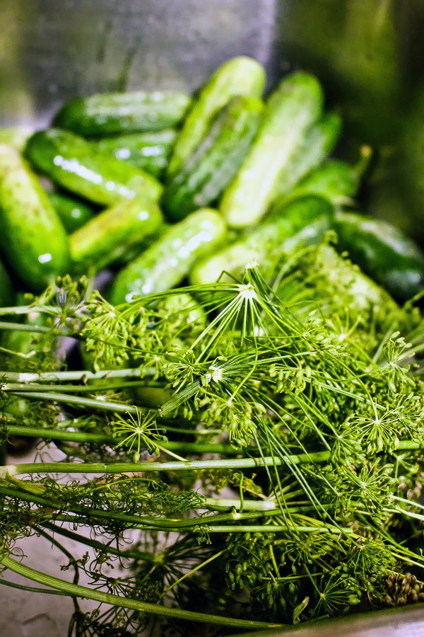 Best fermented Pickles With Step By Step Instructions- dill and cucumbers- close up