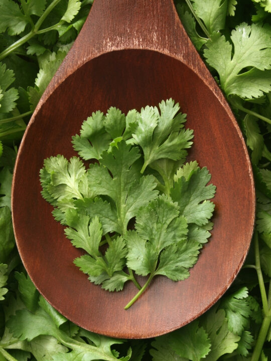 cilantro