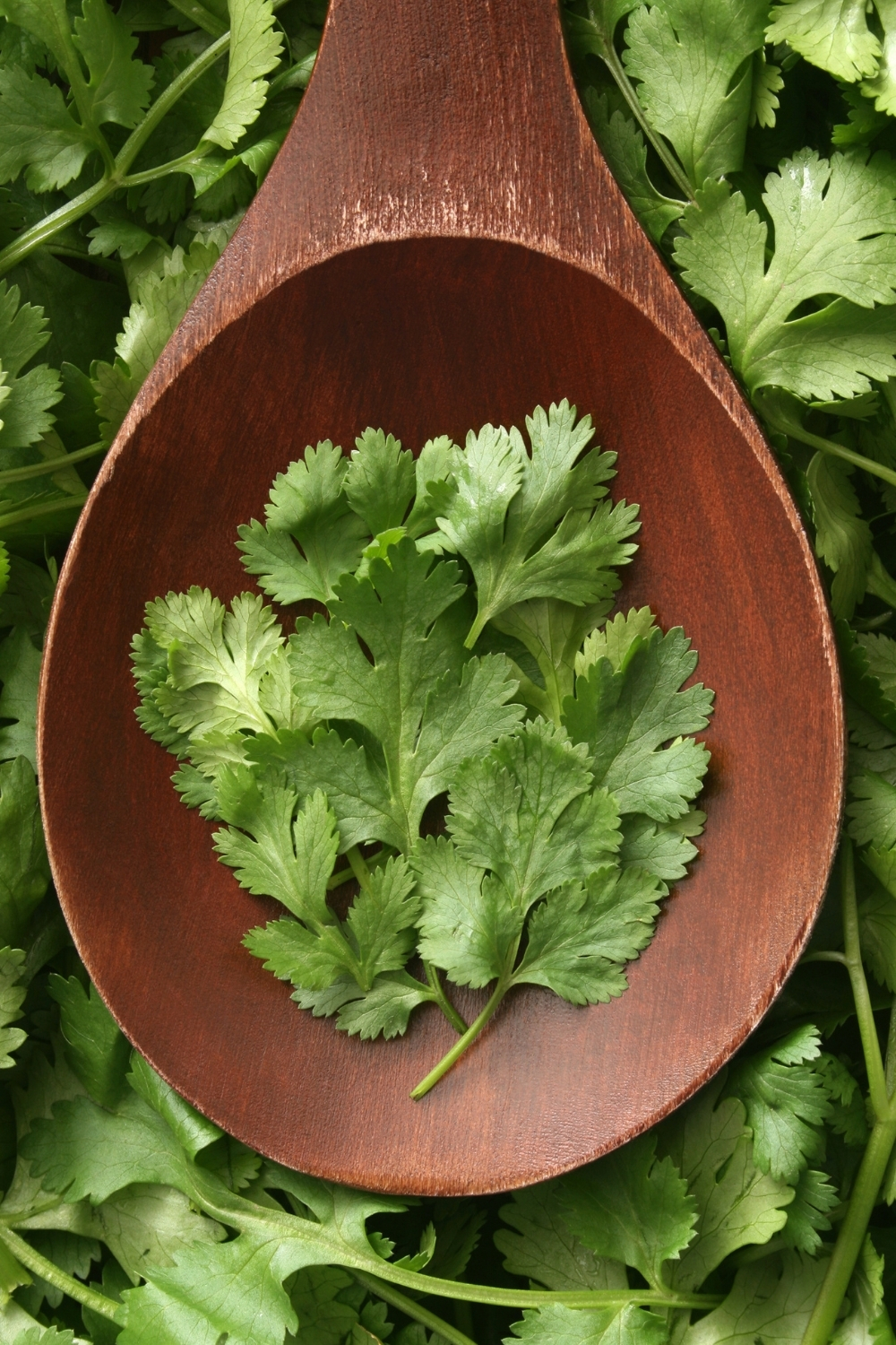 cilantro for Chicken soup Mexican style